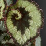 Begonia 'Escargot' 14,99€ - Jungle Leaves