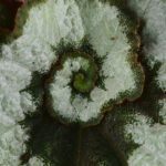 Begonia 'Escargot' 14,99€ - Jungle Leaves