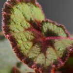 Begonia 'Escargot' 14,99€ - Jungle Leaves