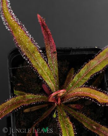 Drosera adelae