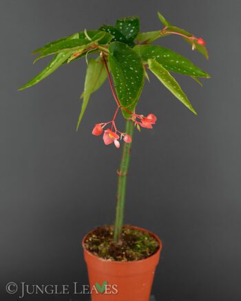 Begonia corallina 'Tamaya'