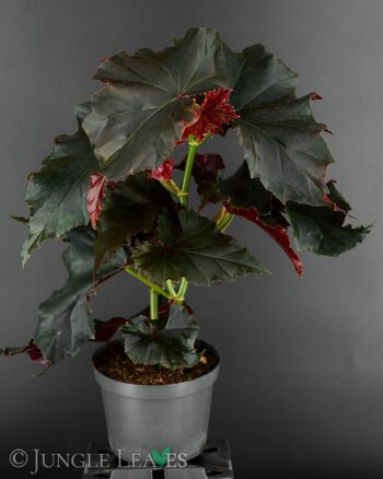 Begonia 'Black Angel'