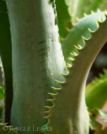 Aechmea cf. tocantina