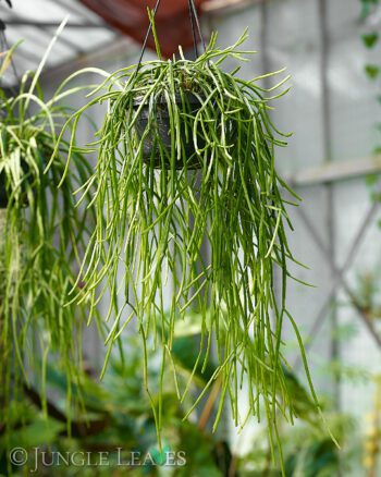 Rhipsalis micrantha ssp. kirbergii