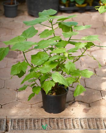 African Linden (Sparrmannia africana)