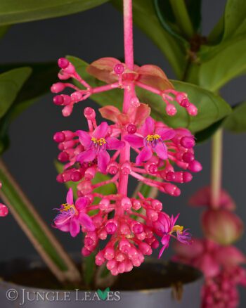 Medinilla magnifica Blütenrispe