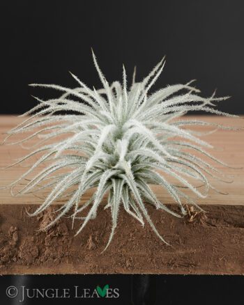 Tillandsia tectorum