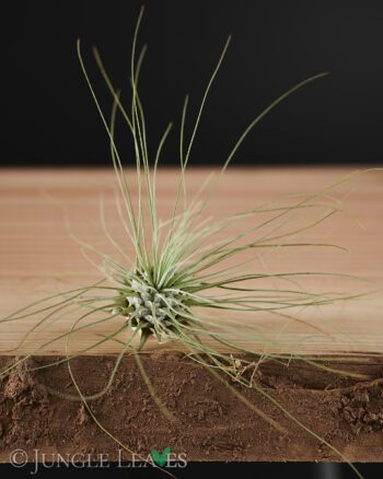 Tillandsia argentea