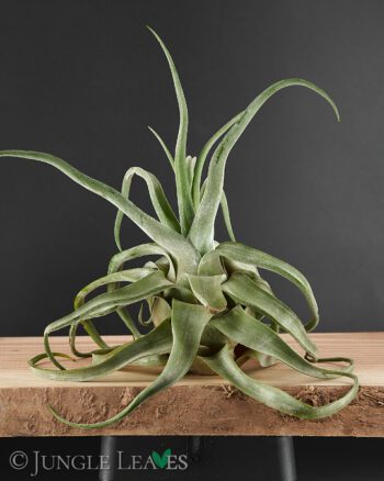 Tillandsia streptophylla