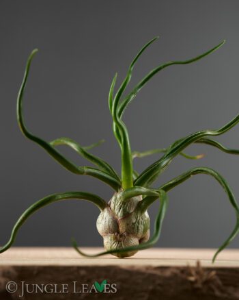 Tillandsia bulbosa