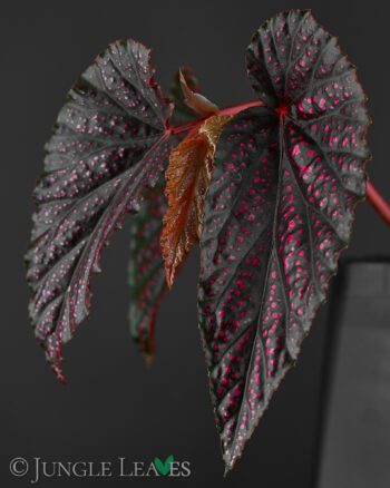 Begonia ⨯ Benigo 'Pink Polka Dot'