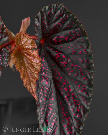 Houseplant Begonias Archive - Jungle Leaves