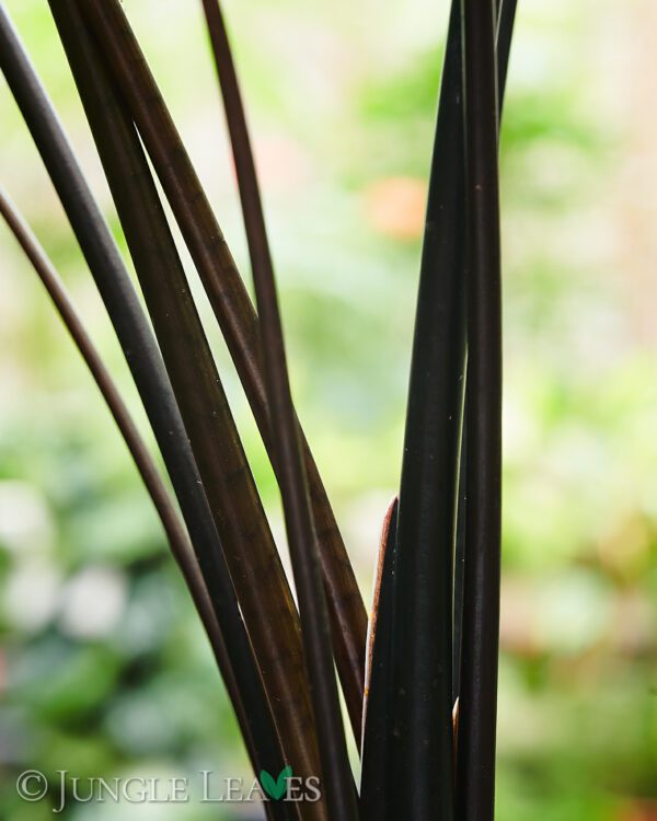 Alocasia Zebrina Black Stem Jungle Leaves