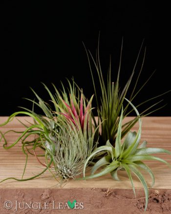 Tillandsia Set