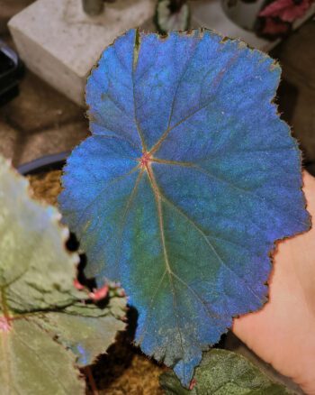 Begonia 'Taconite'