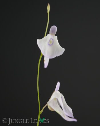 Utricularia pubescens