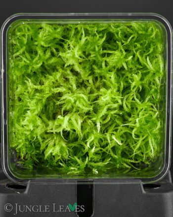 Sphagnum cristatum