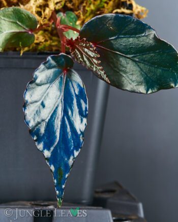 Begonia sp. 'Temuyuk'