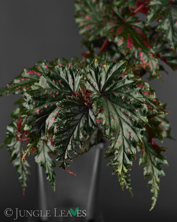 Begonia serratipetala - Jungle Leaves