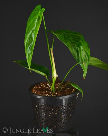 Philodendron esmeraldense