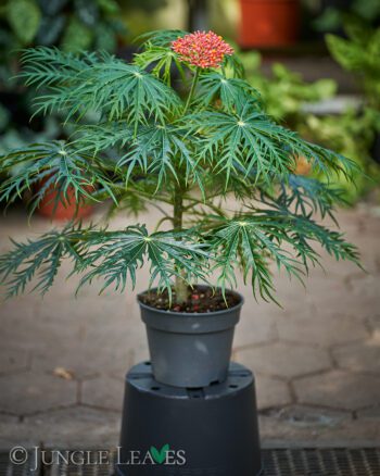 Jatropha multifida