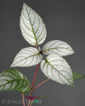 Strobilanthes alternata