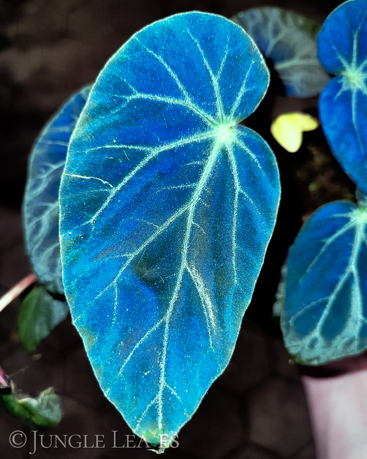 begonia-burkillii-dark-form-jungle-leaves