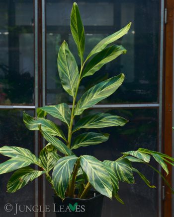 Alpinia zerumbet variegata