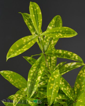 Dracaena surculosa 'Mike'