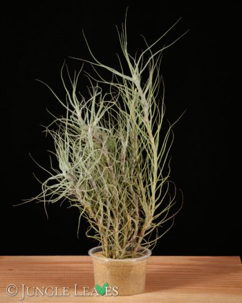 Tillandsia caerulea