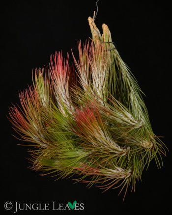 Tillandsia funckiana