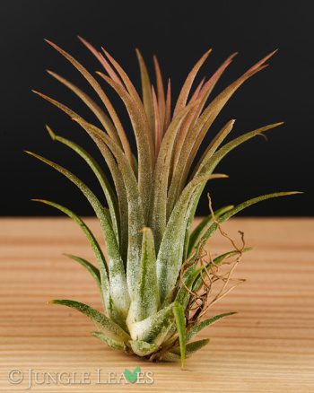 Tillandsia ionantha XL