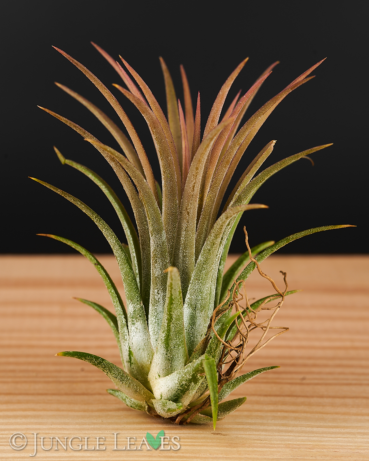 Tillandsia ionantha - different varieties