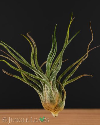 Tillandsia pruinosa