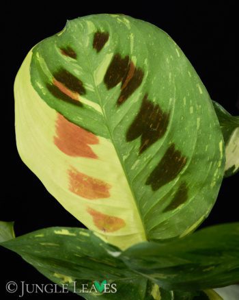 Maranta leuconeura 'Kerchoveana' variegata