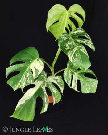 Monstera deliciosa variegata