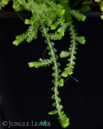 Selaginella sp. Creeping