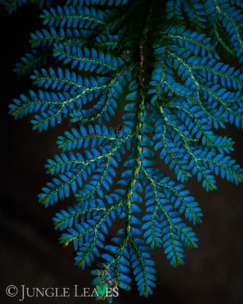 Selaginella willdenowii