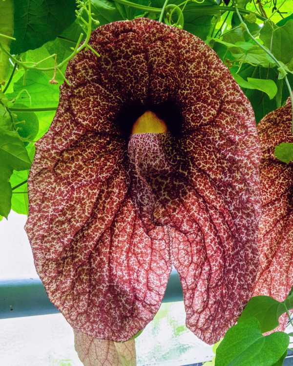 Aristolochia gigantea (Giant dutchman’s pipe)