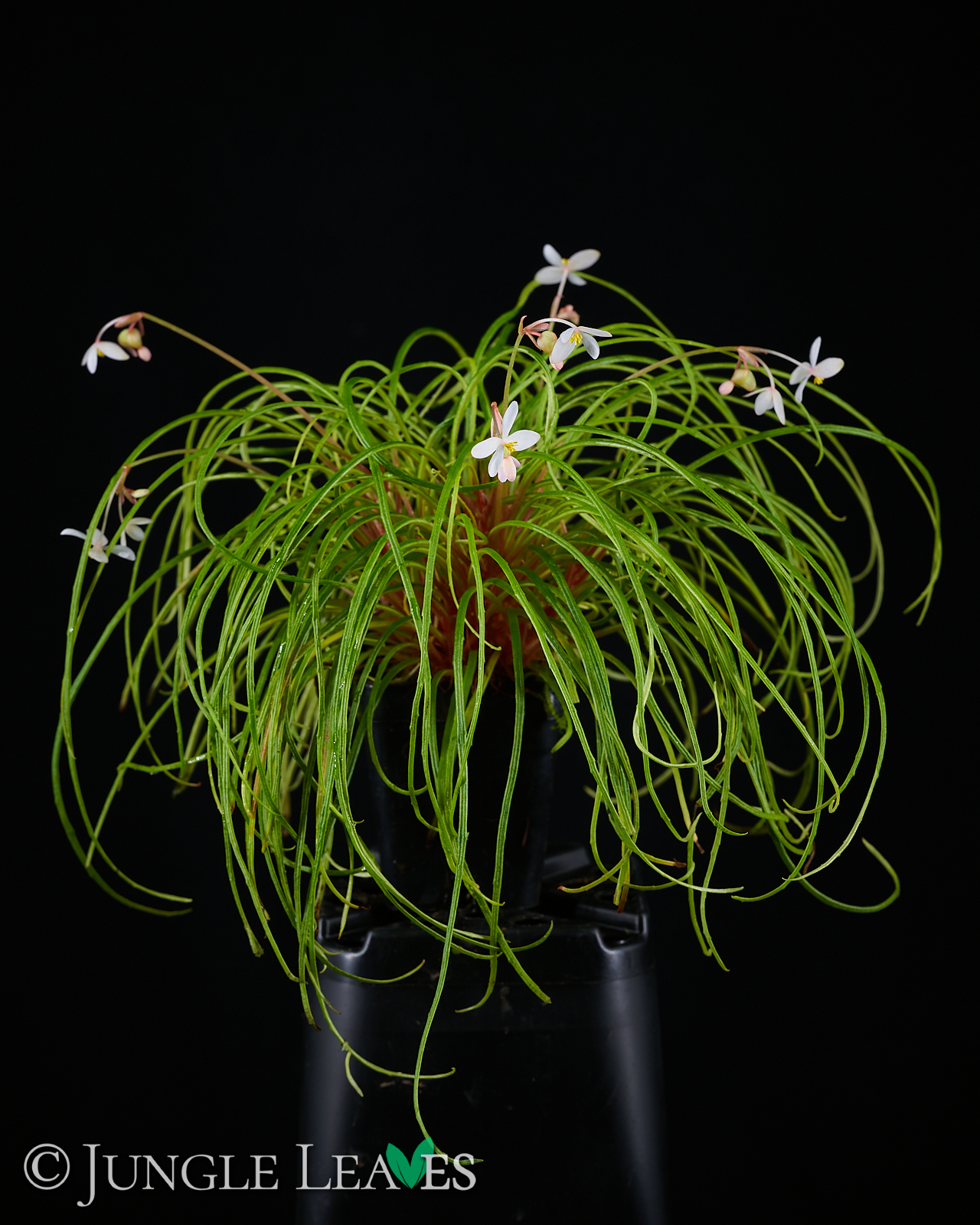 Begonia bogneri - Jungle Leaves