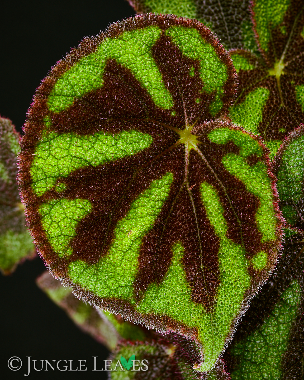 Begonia variegata (ex masoniana var. maculata) 14,99€ - Jungle Leaves