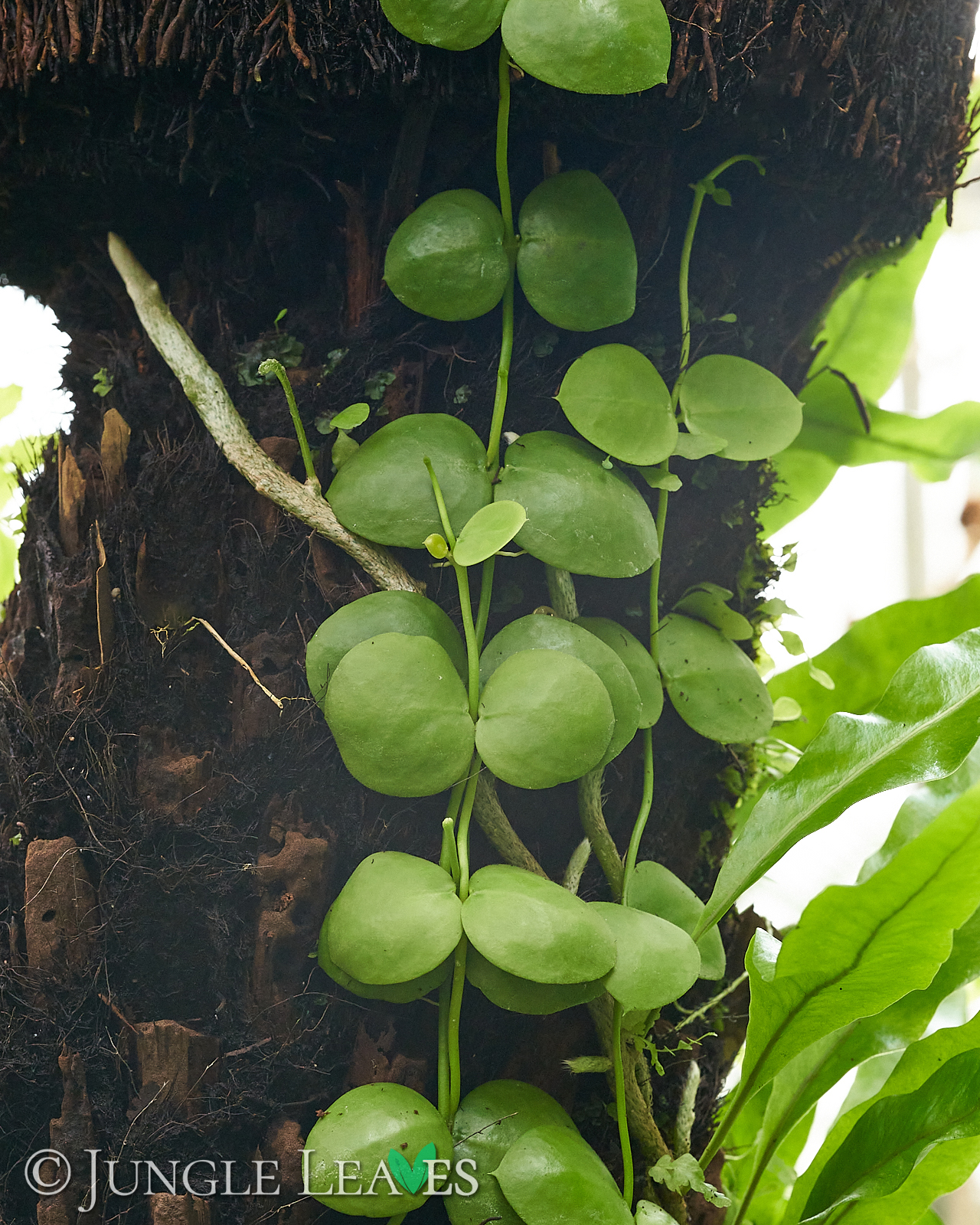 ディスキディア () Dischidia albiflora Yellow leaf ディスキディア アルビフローラ - 観葉植物