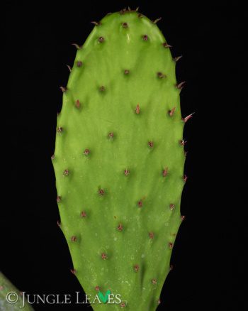 Opuntia ficus-indica