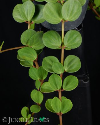 Peperomia tetraphylla 'Hope'