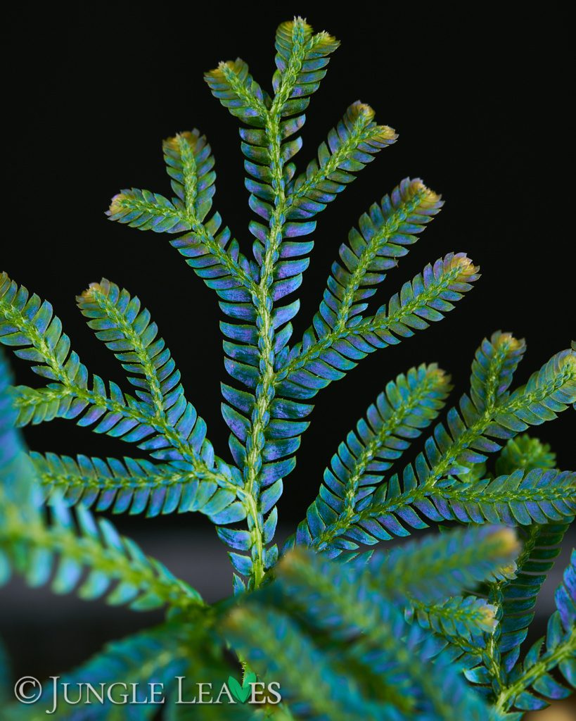 Selaginella siamensis - Jungle Leaves