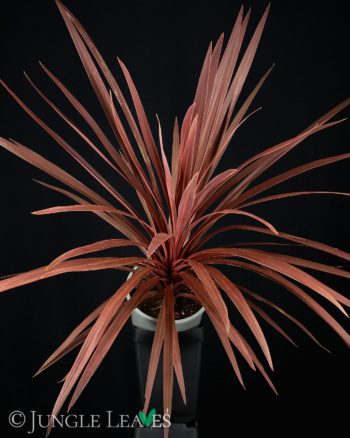 Cordyline australis ‘Red Star’