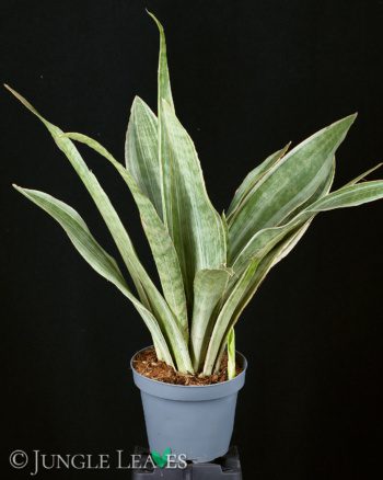 Sansevieria trifasciata ‘Metallica’