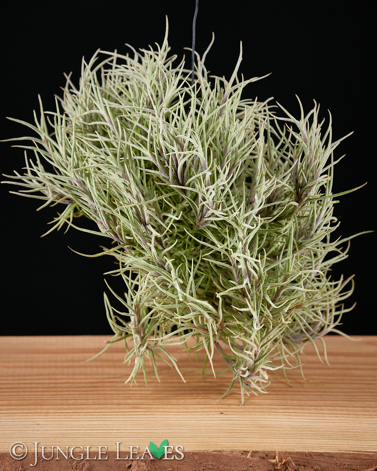 Tillandsia capillaris