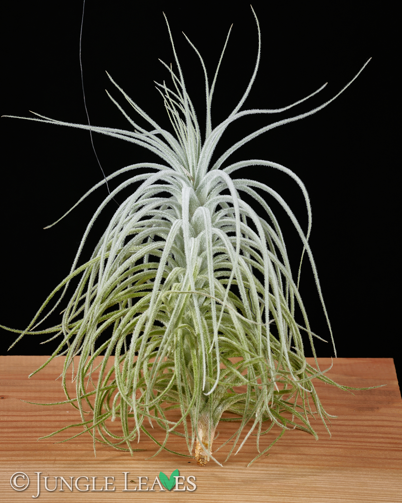 Tillandsia tectorum 'Caulescent Form'