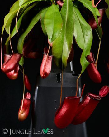 Nepenthes 'Bloody Mary'